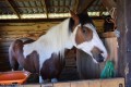 Zawody TREC_12_13 (74)