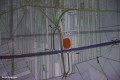 Spotkanie informacyjne dot. S10_15_05_2024 (61)