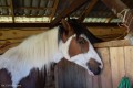 Zawody TREC_12_13 (76)