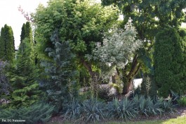 Ogrody_Dumińska_Kierska_2020 (12)