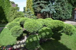 Ogrody_Jakóbiak_2020 (15)