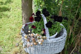 Ogrody_Sarzała_2020 (21)