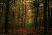 Gminne pejzaże - Srebrna (10)