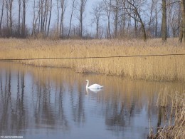 Gminne pejzaże - Sosenkowo (4)