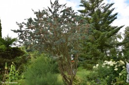 Ogrody_Sarzała_2020 (28)
