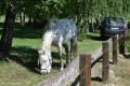Zawody TREC_12_13 (66)