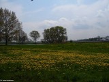 Gminne pejzaże - Wróblewo (13)