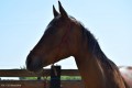 Zawody TREC_12_13 (18)