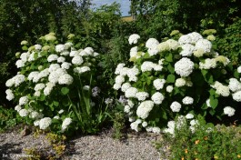 Ogrody_Cieśla_2020 (6)