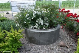 Ogrody_Cieśla_2020 (25)