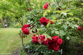 Ogrody_Sarzała_2020 (25)