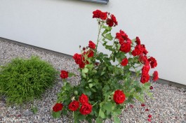 Ogrody_Cieśla_2020 (4)