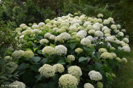 Ogrody_Sarzała_2020 (29)