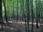 Gminne pejzaże - Srebrna (12)