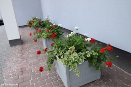 Ogrody_Wiśniewska_2020 (14)