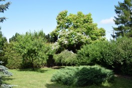 Ogrody_Dumińska_Kierska_2020 (16)