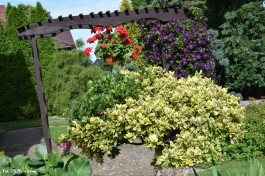 Ogrody_Jakóbiak_2020 (12)