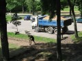 Zagospodarowanie terenu przestrzeni publicznej w centrum wsi Naruszewo_2013 (55)