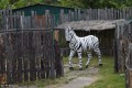 Dzień Dziecka w Centrum Afrykańskim_przedszkole_31.05.2017r (64)