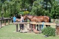 Zawody TREC_12_13 (47)
