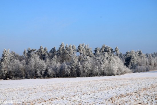 Zima_szron_16_02_2021 (8)