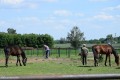 Zawody TREC_12_13 (63)