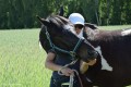 Zawody TREC_12_13 (71)