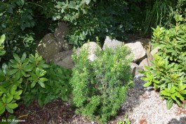 Ogrody_Cieśla_2020 (18)