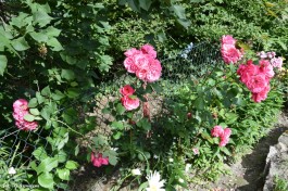 Ogrody_Obojska_2020 (15)