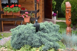 Ogrody_Piekut_2020 (7)