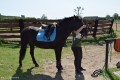 Zawody TREC_12_13 (3)