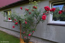 Ogrody_Jakóbiak_2020 (34)