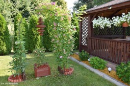 Ogródek_Kaźmierczak_2021 (5)