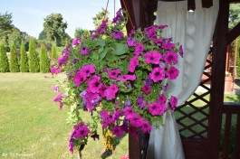 Ogródek_Kaźmierczak_2021 (14)