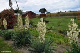 Ogrody_Ambroziak_2020 (24)