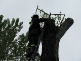Interwencja OSP Naruszewo -    Gniazdo Bocianie  (10)