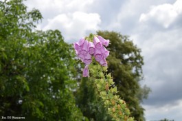 Ogrody_Sarzała_2020 (15)