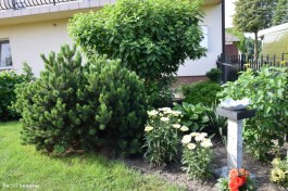 Ogrody_Mikołajczyk_2020 (11)