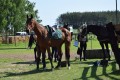 Zawody TREC_12_13 (14)