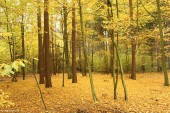 Gminne pejzaże - Srebrna (8)