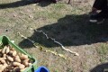 Festyn kartoflany_20.09 (110)