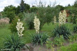 Ogrody_Ambroziak_2020 (10)