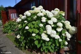 Ogródek_Grzegorek_2020 (7)