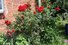 Ogrody_Kaniewska_2020 (3)