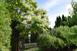 Ogrody_Dumińska_Kierska_2020 (10)
