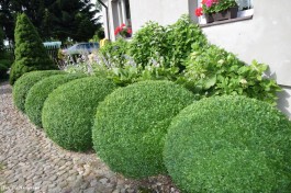 Ogrody_Jakóbiak_2020 (4)