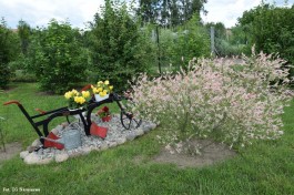 Ogrody_Ambroziak_2020 (5)