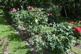 Ogrody_Kaniewska_2020 (14)
