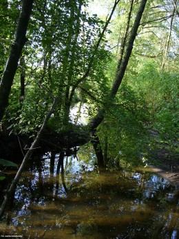 Gminne pejzaże - Krysk (3)