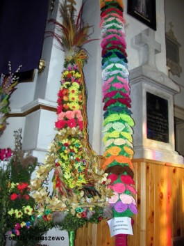Ocena palm_2015 (4)